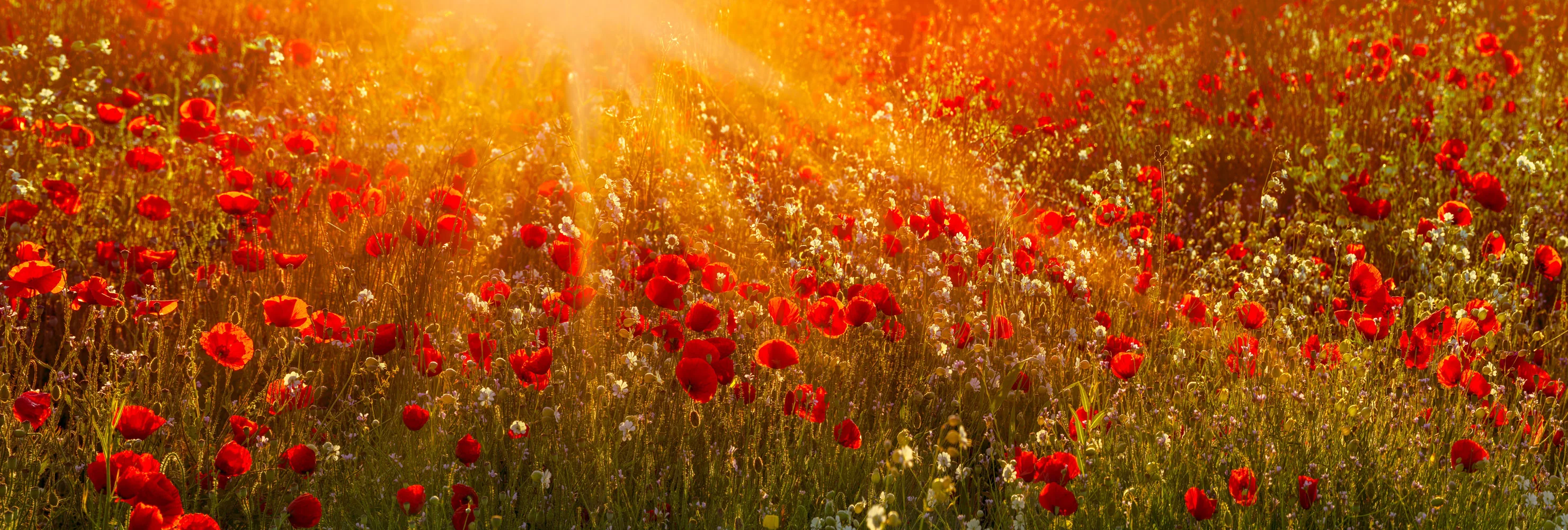 Peter Lik Limited Edition Fine Art Photography