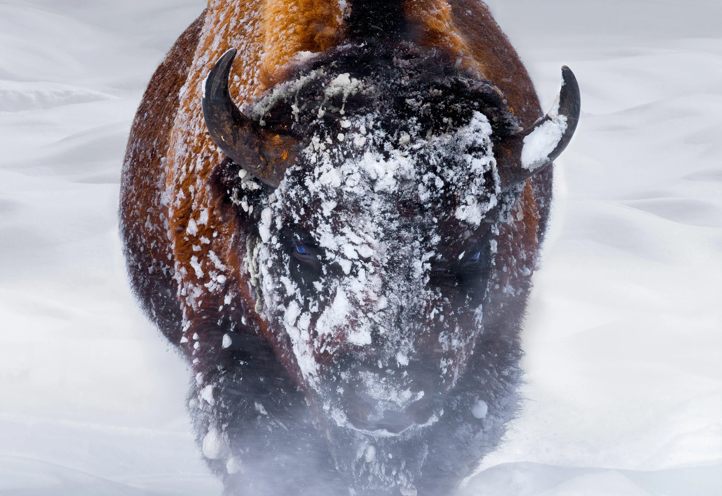 Wildlife Fine Art Photography